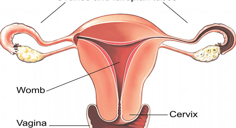 Artificial Insemination Tratment in Pune